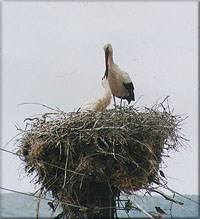 seagull