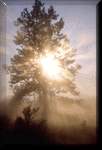 trees
